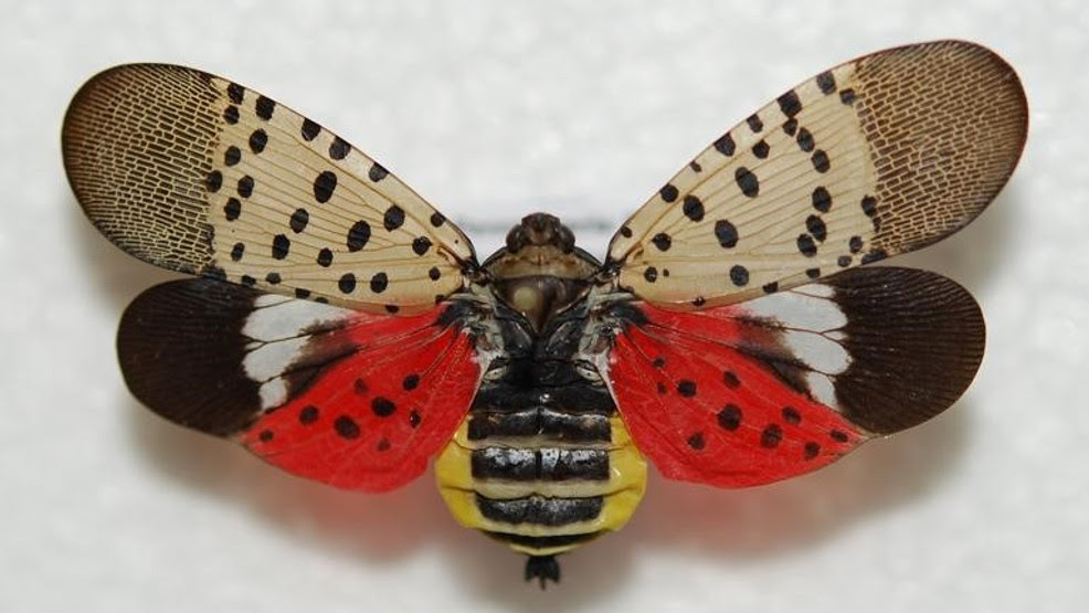 Public advised to destroy spotted lanternfly egg masses this winter