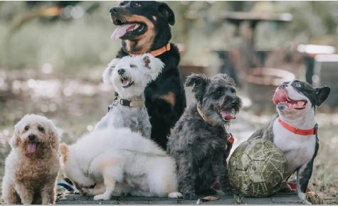 Por primera vez en 30 años, el labrador dejó de ser la raza de perro más popular en Estados Unidos