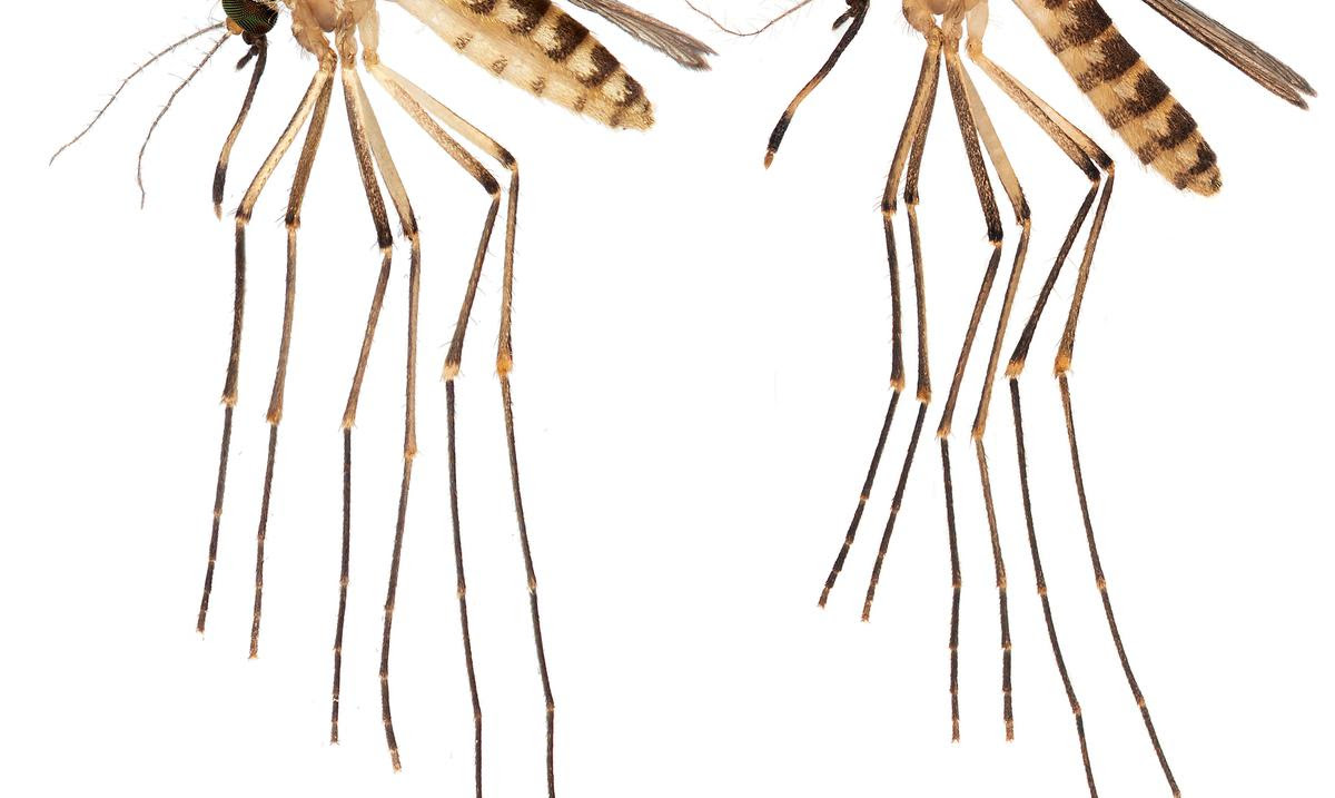 Un mosquito levanta alarmas en Florida por posibles enfermedades