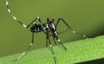 The Growing Threat of the Asian Tiger Mosquito in RI — Impact on Humans and Pets
