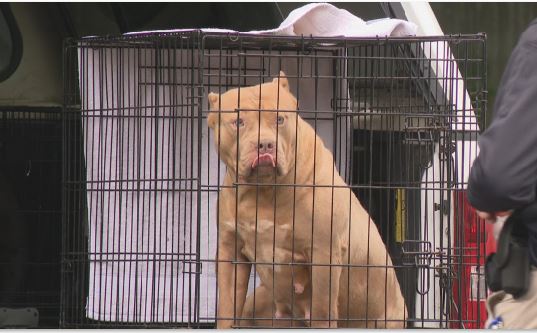 11 dogs taken from Pawtucket home