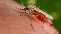 EE.UU. reporta casos de infección de malaria dentro del país por primera vez en 20 años