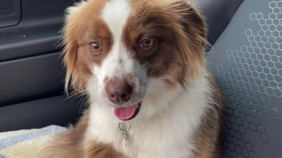 Rhode Island family’s search for missing dog hampered by microchip mix