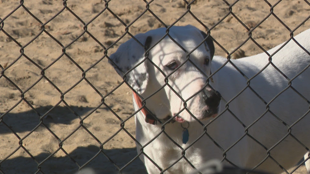 Health officials advise dog owners to take precautions against mystery illness