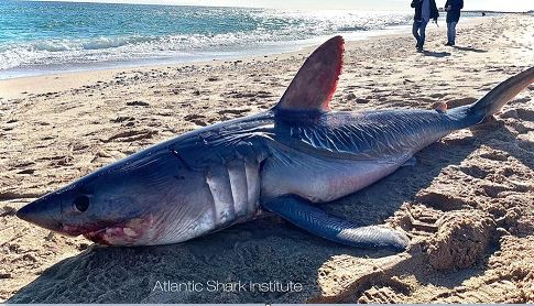 Eight-foot long shark recovered from Watch Hill Beach