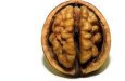 Why Neuroscientsts love the walnut