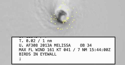 Impactante Aves sobrevuelan atrapadas dentro del ojo del huracán Melissa